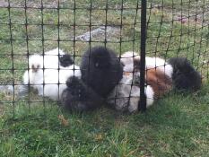 Silkie chickens cuddling up to chicken fencing