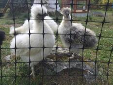 Silkie chickens behind chicken fencing