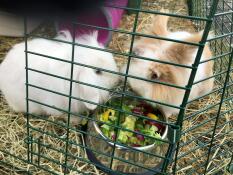 Two fluffy bunny rabbits eating food from a metal bowl