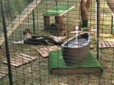 Cats sat inside a walk in run play pen with a fountain and many other toys