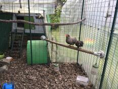 Mum and daughter. hatched out in the Cube