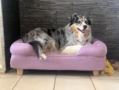 Jaya happy on her lavender bolster, 