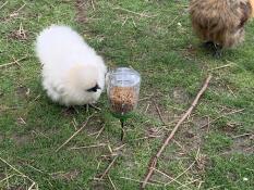 A chicken pecking some pieces of a corn