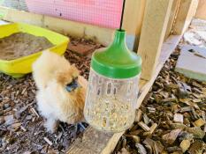 A chicken pecking into some corn