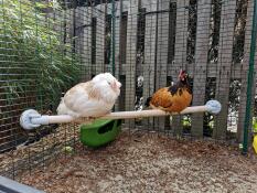 Chickens on Omlet universal chicken perch in Omlet walk in chicken run