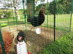 A chicken on a perch inside a large walk-in run