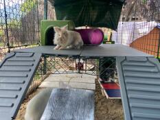 A pretty rabbit on the Omlet rabbit platform and rabbit run.
