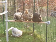 Chickens perched on their pole