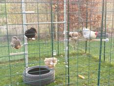 Chickens perched on their perches