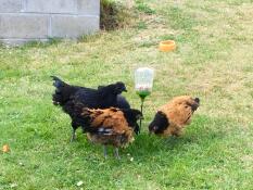 Chickens with Omlet peck toy