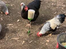Chickens grazing in a garden and eating corn from an Omlet peck toy