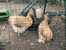 Our ladies love their Poppy peck toy! 