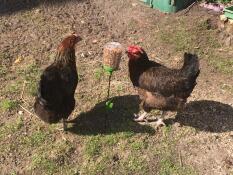 Two chickens eating corn from a peck toy on a stand