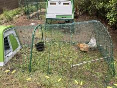 Small silk hens well sheltered in their Eglu Go