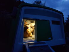 Chickens inside a Cube coop at night with a light inside the coop