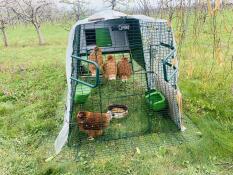 Super hen house with home made perch 