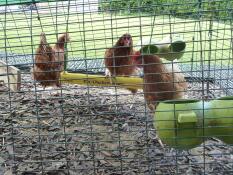 Molly steps on to the chicken swing