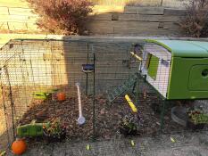 The girls falling for fall in their new Eglu Cube. 