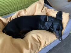 Mum says this isn’t the way to use my new bean bag top, but i say i love it this way signed buddy dackel-blakey