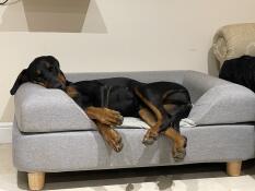 A dog sleeping on his grey bed with bolster topper