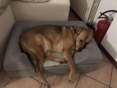 Dog laying on Omlet Topology dog bed with bolster bed topper