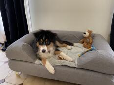 A dog on a grey bed and grey topper