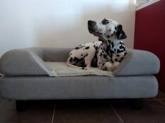 A dog on his grey bed with bolster topper