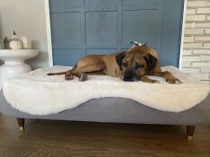 Ripley and our Topology Dog Bed