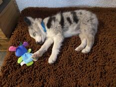 A small puppy sleeping on the brown microfibre topper of his grey bed