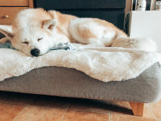Dog sleeping on Topology dog bed with sheepskin topper