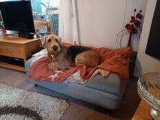 A dog resting on his grey bed