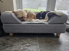 Boys lovin their bed!