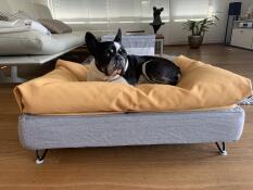 A dog resting on his grey bed with yellow beanbag topper