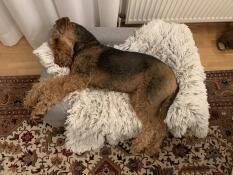 A dog sleeping in his bed