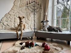 Our dogs linus and marley were immediately thrilled with the beds. they are made of high quality and offer our big dogs enough space to rest after their walks. very decorative Luxusbeds!