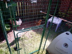 Our new hens making themselves at home!
