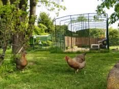 Omlet Eglu Cube large chicken coop and run and Omlet walk in chicken run