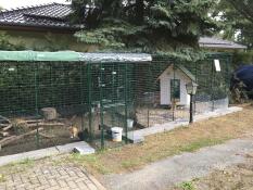 Our dwarf silkie chickens feel well