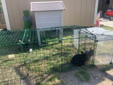 Turbo loves her outdoor access! 