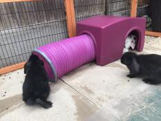 The babies love their new toy.