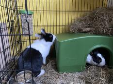 Two black and white rabbits with a shelter and a Caddi feeder inside a run