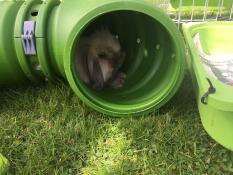 Lilly having a snooze.