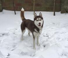 Huskies love snow