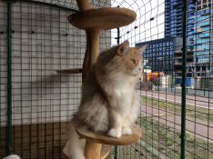 This is harry on the balcony on the street side b.g where many people walk by also foreigners who all take pictures and want to know everything about the great cage