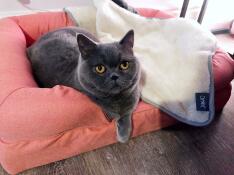 Do you do a human sized one?! so soft, coco loves it!