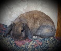 Colt a holland lop buck