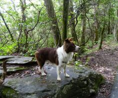 Rocky hiking up to Blacktop Mountain.