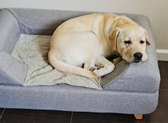 A dog resting on his grey bed with bolster topper