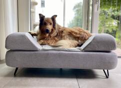 A large brown dog enjoying the space of his grey bed with bolster topper