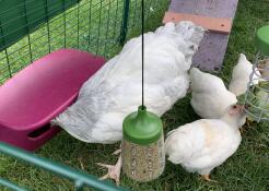 Chickens feeding from a large feeder and a treat Caddi and a hanging peck toy